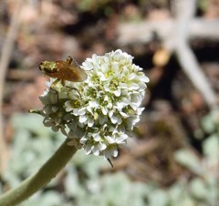 Micranthes rhomboidea