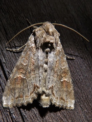 Polia bombycina