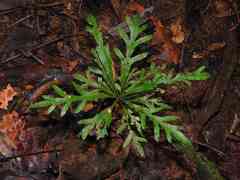Ochnaceae