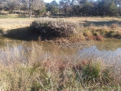 Chloracantha spinosa spinosa