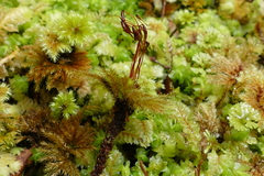 Mniodendron comatum