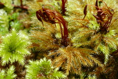 Mniodendron comatum