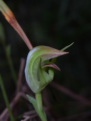 Pterostylis stricta