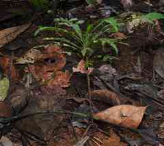 Ochnaceae