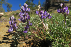 Lupinus lapidicola