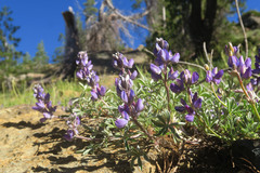 Lupinus lapidicola