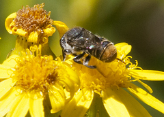 Megachile ferox