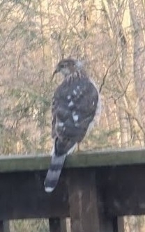 Cooper's Hawk photographed in Delaware