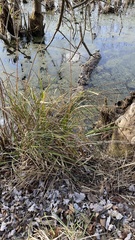 Carex decomposita