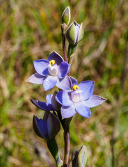 Thelymitra nuda