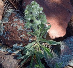 Oreocarya thyrsiflora
