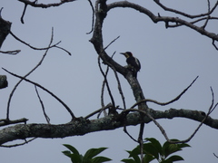 Melanerpes pulcher