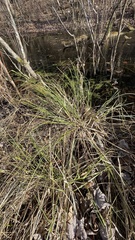 Carex decomposita