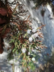 Juniperus coahuilensis