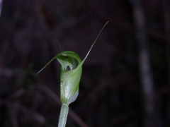 Pterostylis depauperata