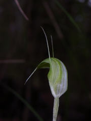 Pterostylis depauperata