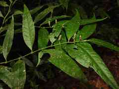 Piper eucalyptifolium