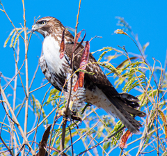 Buteo jamaicensis