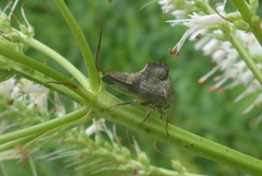 Telamona ampelopsidis