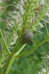 Telamona ampelopsidis