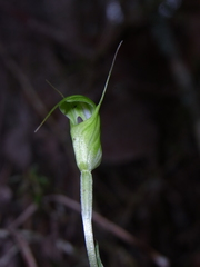 Pterostylis depauperata