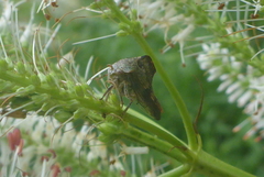 Telamona ampelopsidis