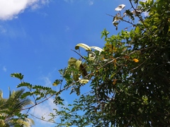 Pseudosamanea guachapele