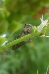 Telamona ampelopsidis