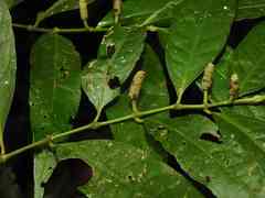 Piper eucalyptifolium