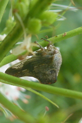 Telamona ampelopsidis