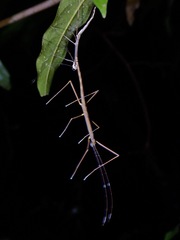 Paramarmessoidea annulata