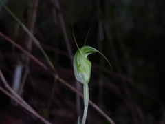 Pterostylis depauperata