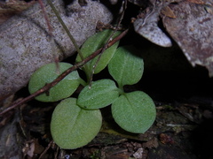 Pterostylis depauperata