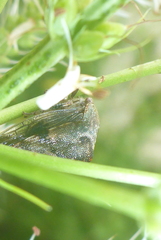 Telamona ampelopsidis