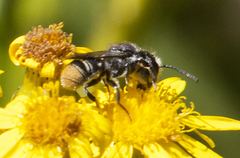 Megachile ferox