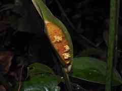 Spathanthus unilateralis