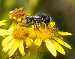 Megachile ferox