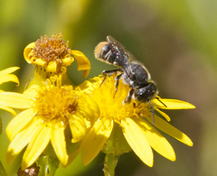 Megachile ferox