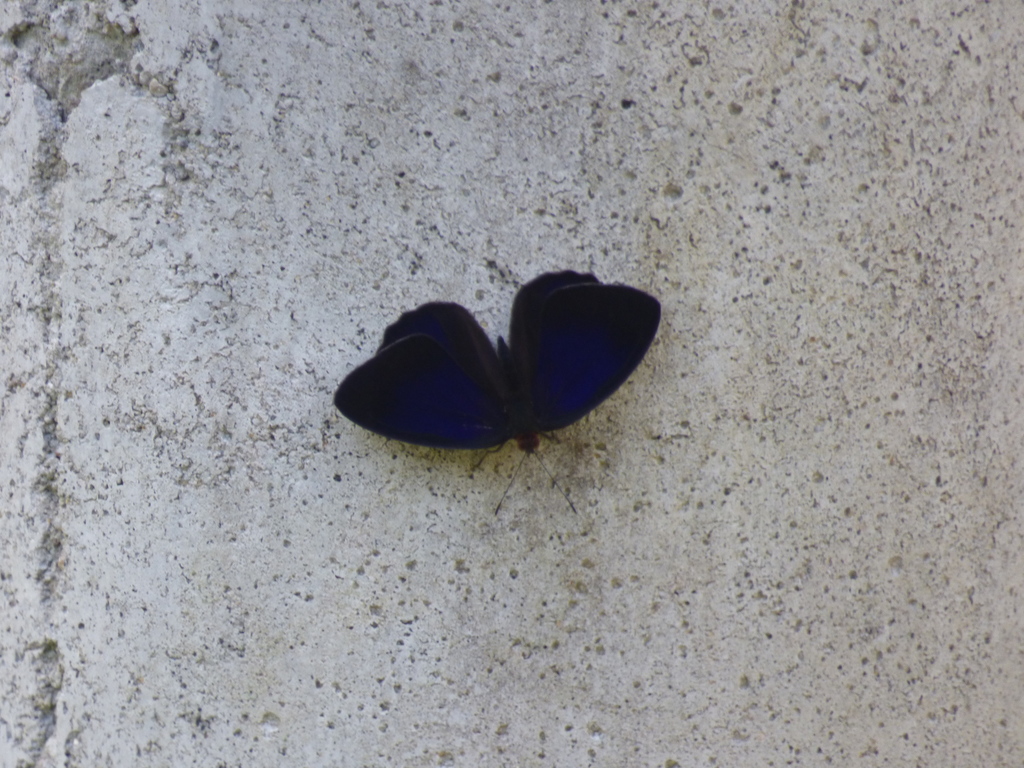 Shining Purplewing