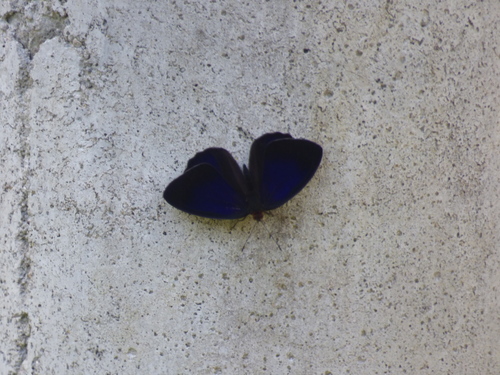 Shining Purplewing