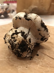 Hygrophorus ponderatus