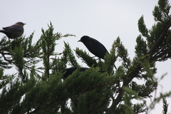 Agelaius phoeniceus mailliardorum