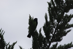 Agelaius phoeniceus mailliardorum
