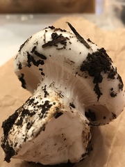 Hygrophorus ponderatus