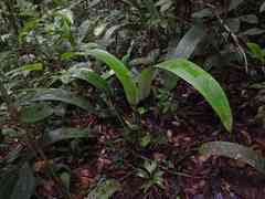 Spathanthus unilateralis