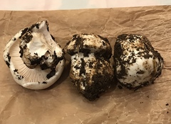 Hygrophorus ponderatus