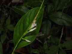 Spigelia hamelioides