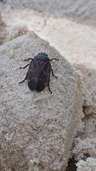 Deois flexuosa