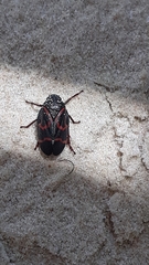 Deois flexuosa
