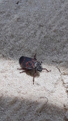 Deois flexuosa